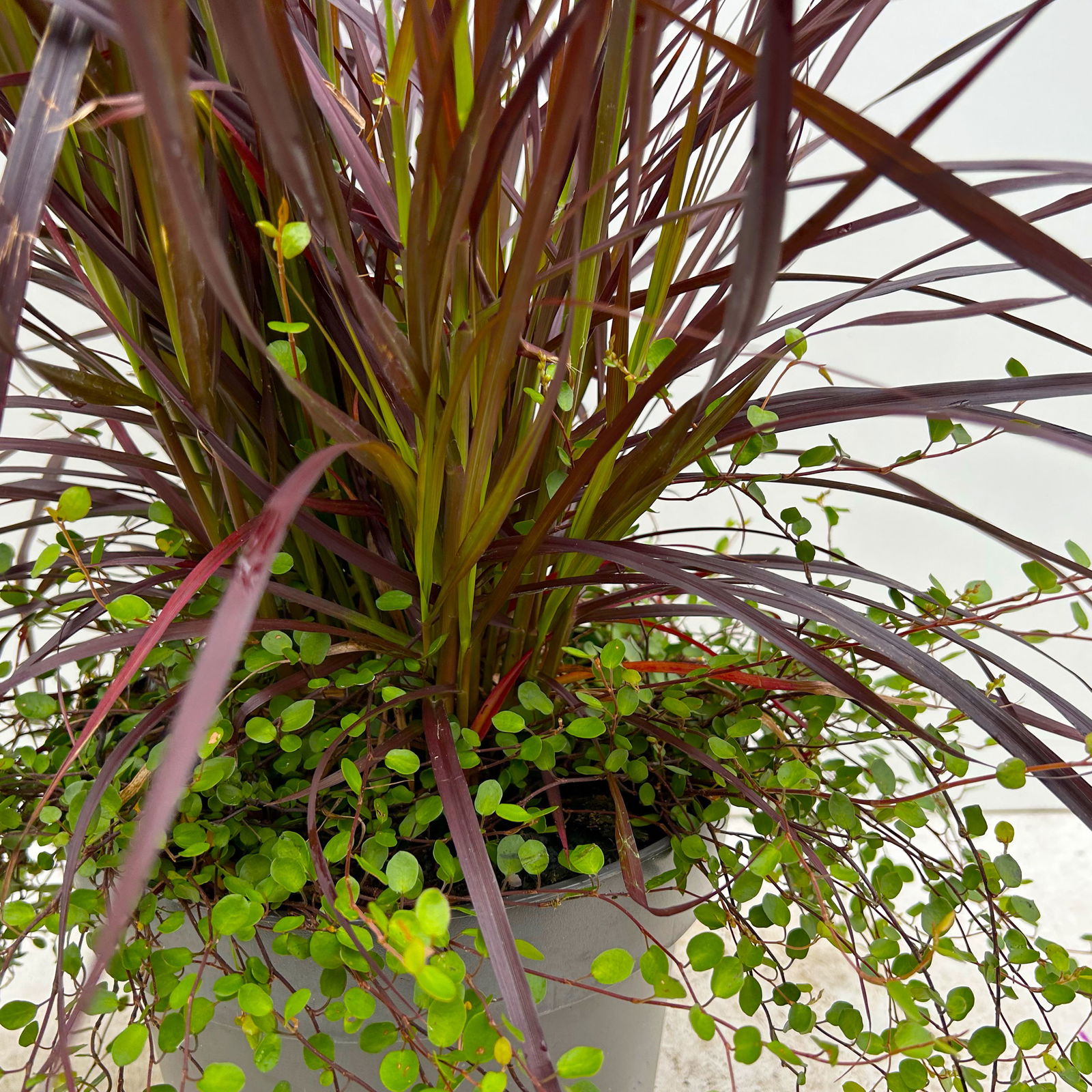 Lampenputzergras 'Rubrum' mit Mühlenbeckia, Topf-Ø 23 cm