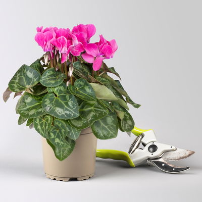 Pflanzenkreation Zauberhafter Winter, 8 Pflanzen + Lichterkette + Erde Pflanzenkreation Zauberhafter Winter, 8 Pflanzen + Lichterkette + Erde