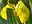 Gelbe Sumpfschwertlilie / Iris Pseudacorus