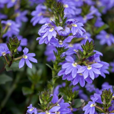 Fächerblume, blau, Topf-Ø 12 cm, 6 Pflanzen Fächerblume, blau, Topf-Ø 12 cm, 6 Pflanzen