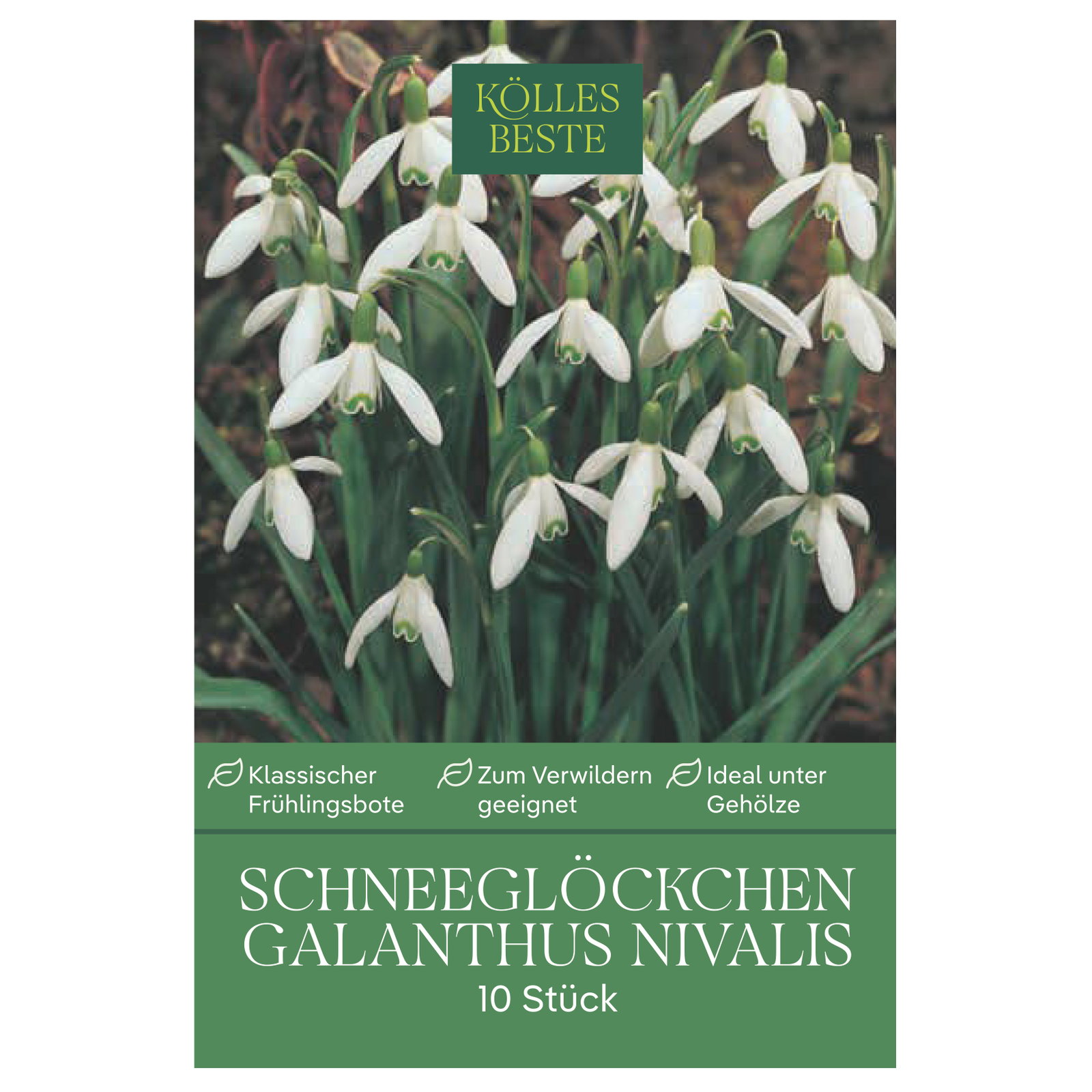 Kölles Beste Schneeglöckchen Galanthus nivalis, 10 Blumenzwiebeln Kölles Beste Schneeglöckchen Galanthus nivalis, 10 Blumenzwiebeln