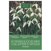 Kölles Beste Schneeglöckchen Galanthus nivalis, 10 Blumenzwiebeln Kölles Beste Schneeglöckchen Galanthus nivalis, 10 Blumenzwiebeln