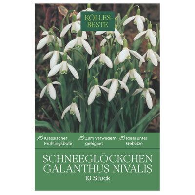 Kölles Beste Schneeglöckchen Galanthus nivalis, 10 Blumenzwiebeln Kölles Beste Schneeglöckchen Galanthus nivalis, 10 Blumenzwiebeln
