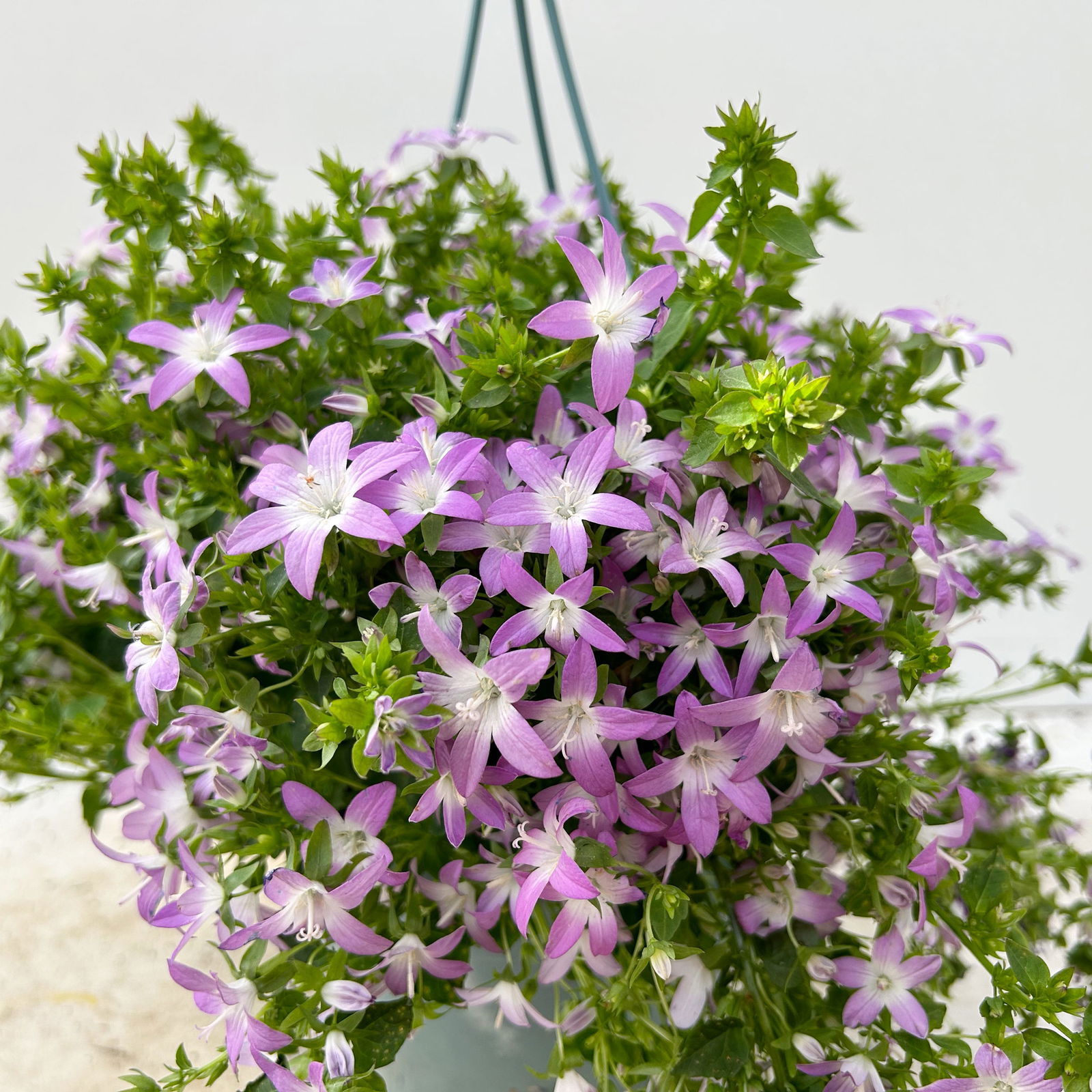 Hängepolster-Glockenblume 'Adansa® Pink', rosa, Ampeltopf-Ø 19 cm