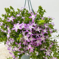 Hängepolster-Glockenblume 'Adansa® Pink', rosa, Ampeltopf-Ø 19 cm
