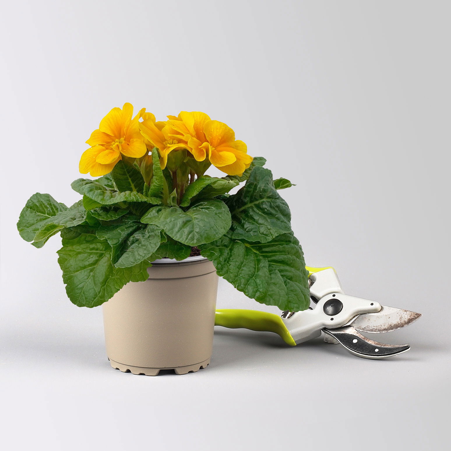 Pflanzen-Set Frischer Frühling, 12 Pflanzen inkl. Erde