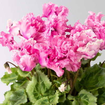 Alpenveilchen 'Merengue Mix' Farben zufällig, Topf-Ø 10,5 cm, 8 Pflanzen Alpenveilchen 'Merengue Mix' Farben zufällig, Topf-Ø 10,5 cm, 8 Pflanzen