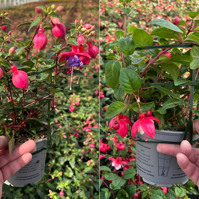 Fuchsien hängend, Farben zufällig, Topf-Ø 12 cm, 6er-Set Fuchsien hängend, Farben zufällig, Topf-Ø 12 cm, 6er-Set