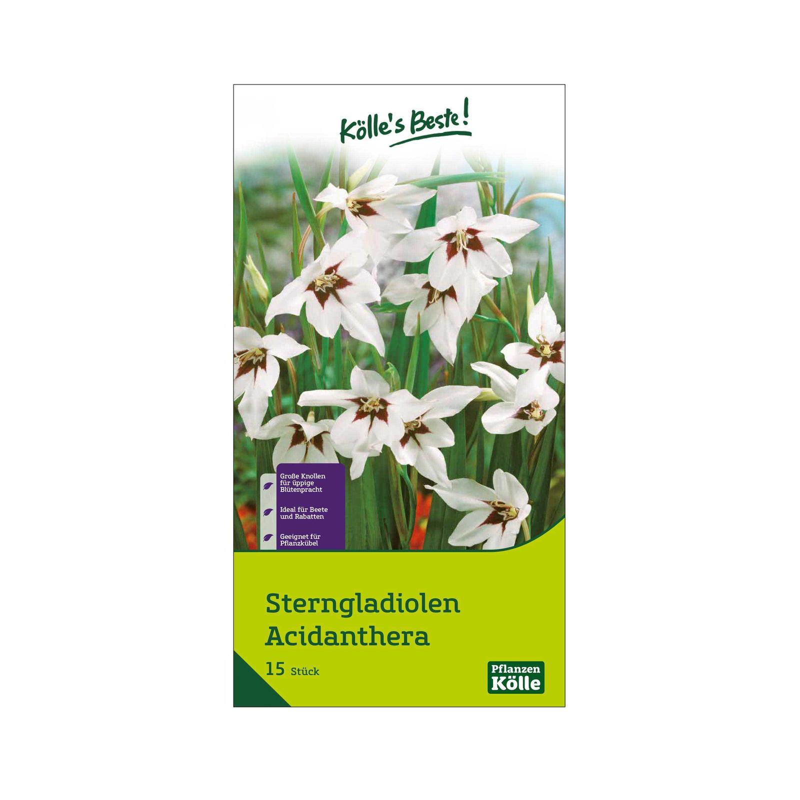 Sterngladiole weiß/lila , 15 Blumenzwiebeln