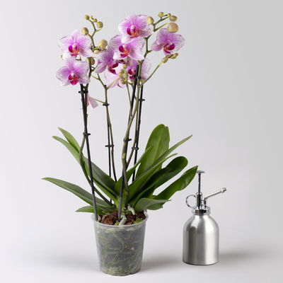 Schmetterlingsorchidee weiß-rosa, 3 Rispen, Topf-Ø 12 cm, Höhe ca. 50 cm Schmetterlingsorchidee weiß-rosa, 3 Rispen, Topf-Ø 12 cm, Höhe ca. 50 cm