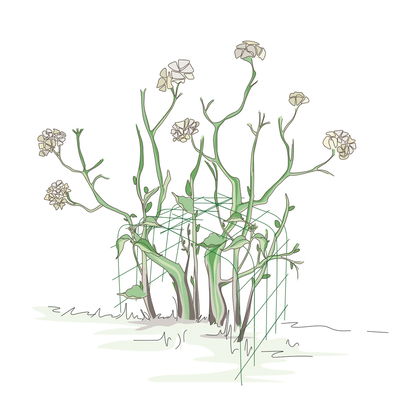 Bellissa Hortensienstütze 'ANNABELLE', 2er-Set, grün, H80 x L75 x L72 cm Bellissa Hortensienstütze 'ANNABELLE', 2er-Set, grün, H80 x L75 x L72 cm