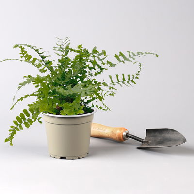 Freilandfarne Mix, Sorte zufällig, Topf-Ø 12 cm, 6er-Set Freilandfarne Mix, Sorte zufällig, Topf-Ø 12 cm, 6er-Set