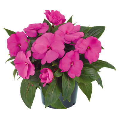 Edellieschen rosa, Topf-Ø 12 cm, 6er-Set