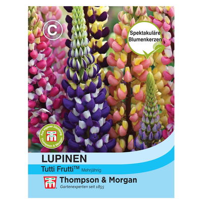 Lupine Tutti Frutti / zweifarbig, wunderschön, giftig Lupine Tutti Frutti / zweifarbig, wunderschön, giftig