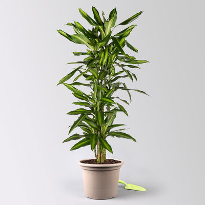 Duftender Drachenbaum 'Cintho', verzweigt, Topf-Ø 27 cm, Höhe ca. 120 cm Duftender Drachenbaum 'Cintho', verzweigt, Topf-Ø 27 cm, Höhe ca. 120 cm