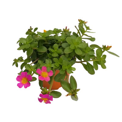 Portulakröschen, pink, Topf-Ø 12 cm, 6 Pflanzen