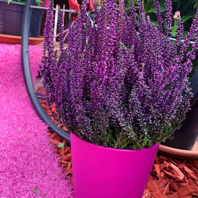 Knospenheide 'Picasso' gefärbt, Farben zufällig, Topf-Ø 12 cm, 6 Pflanzen Knospenheide 'Picasso' gefärbt, Farben zufällig, Topf-Ø 12 cm, 6 Pflanzen