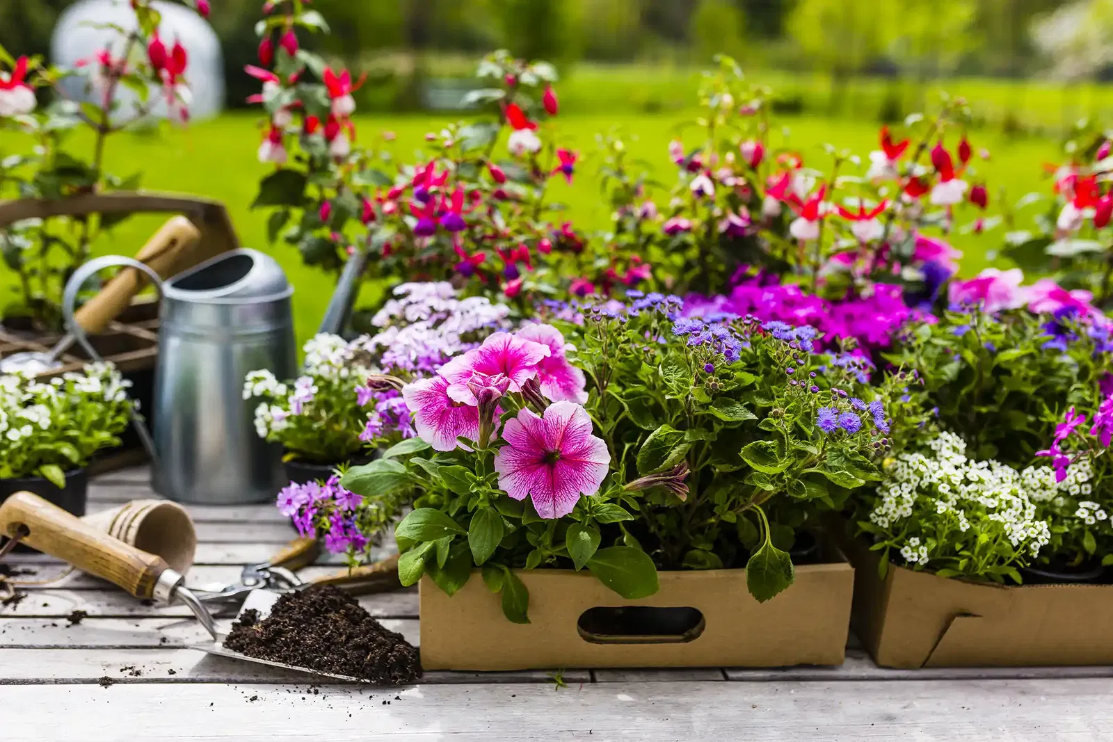 Frühling ist Pflanzzeit