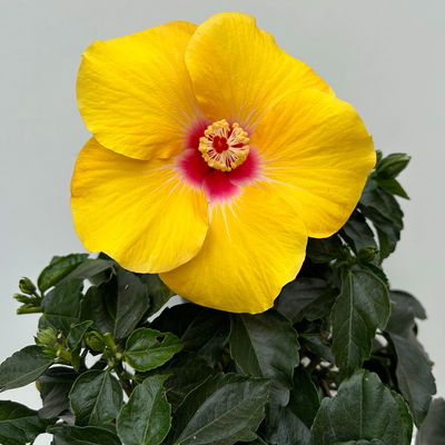 Hibiskus, gelb, Busch, Topf-Ø 17 cm, 2 Pflanzen
