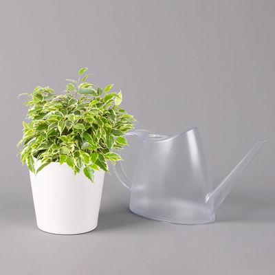 Birkenfeige 'Kinky' in Keramiktopf weiß, Topf-Ø 12 cm, Höhe ca. 25 cm, 3er-Set Birkenfeige 'Kinky' in Keramiktopf weiß, Topf-Ø 12 cm, Höhe ca. 25 cm, 3er-Set