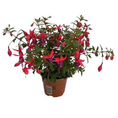 Fuchsien stehend, rosa/rot-lila, Topf-Ø 12 cm, 6er-Set