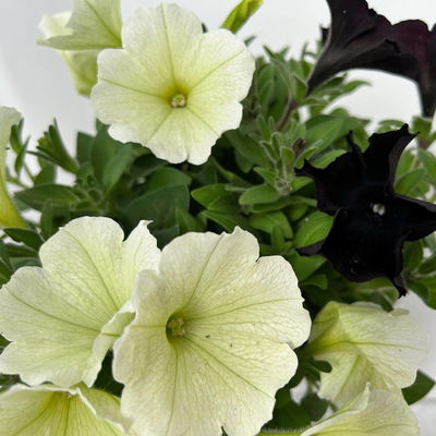 Petunien 'Duo' schwarz & weiß/hellzartgelb, hängend, Topf-Ø 14 cm, 4er-Set Petunien 'Duo' schwarz & weiß/hellzartgelb, hängend, Topf-Ø 14 cm, 4er-Set