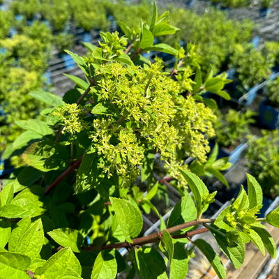 Zwerg-Rispenhortensie 'Bobo'® (ILVOBOⓈ) 30/40 cm, im 5 l Topf Zwerg-Rispenhortensie 'Bobo'® (ILVOBOⓈ) 30/40 cm, im 5 l Topf