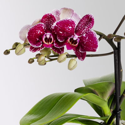 Phalaenopsis 'Spirit' rot, 2 Rispen, Topf-Ø 12 cm, Höhe ca. 45 cm Phalaenopsis 'Spirit' rot, 2 Rispen, Topf-Ø 12 cm, Höhe ca. 45 cm