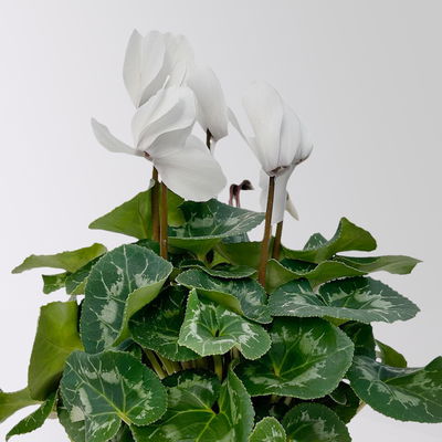 Alpenveilchen 'Meine Beste', weiß, Topf-Ø 13 cm, 3 Pflanzen Alpenveilchen 'Meine Beste', weiß, Topf-Ø 13 cm, 3 Pflanzen