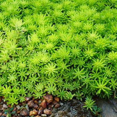 Gelblaubiger Mauerpfeffer 'Aureum' gelb, Topf-Ø 12 cm, 6er-Set Gelblaubiger Mauerpfeffer 'Aureum' gelb, Topf-Ø 12 cm, 6er-Set