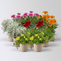 Pflanzenkreation 'Sonnenkünstler', 12 Pflanzen