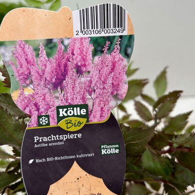 Bio Prachtspiere rosa, Topf 11x11 cm, 3 Pflanzen