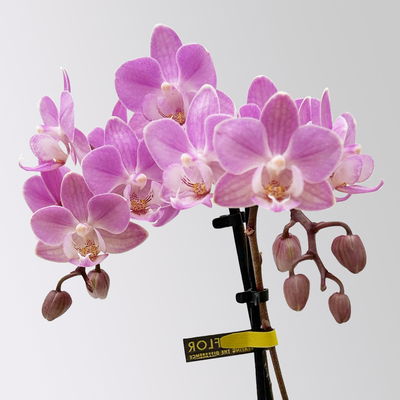 Mini-Phalaenopsis mit Keramiktopf, rosa/lila, Topf-Ø 7 cm, 2 Pflanzen Mini-Phalaenopsis mit Keramiktopf, rosa/lila, Topf-Ø 7 cm, 2 Pflanzen
