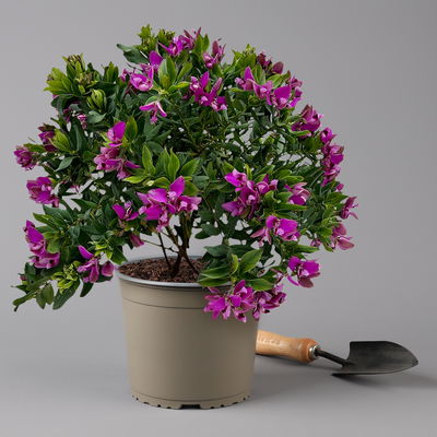 Kreuzblume, rosa-violett, Höhe ca. 40 cm, Topf-Ø 17 cm