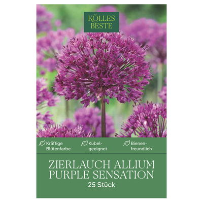 Zierlauch Allium Purple Sensation, 25 Blumenzwiebeln