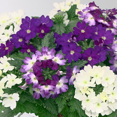 Eisenkraut 'Trio', blau-weiß, Topf-Ø 12 cm, 3 Pflanzen