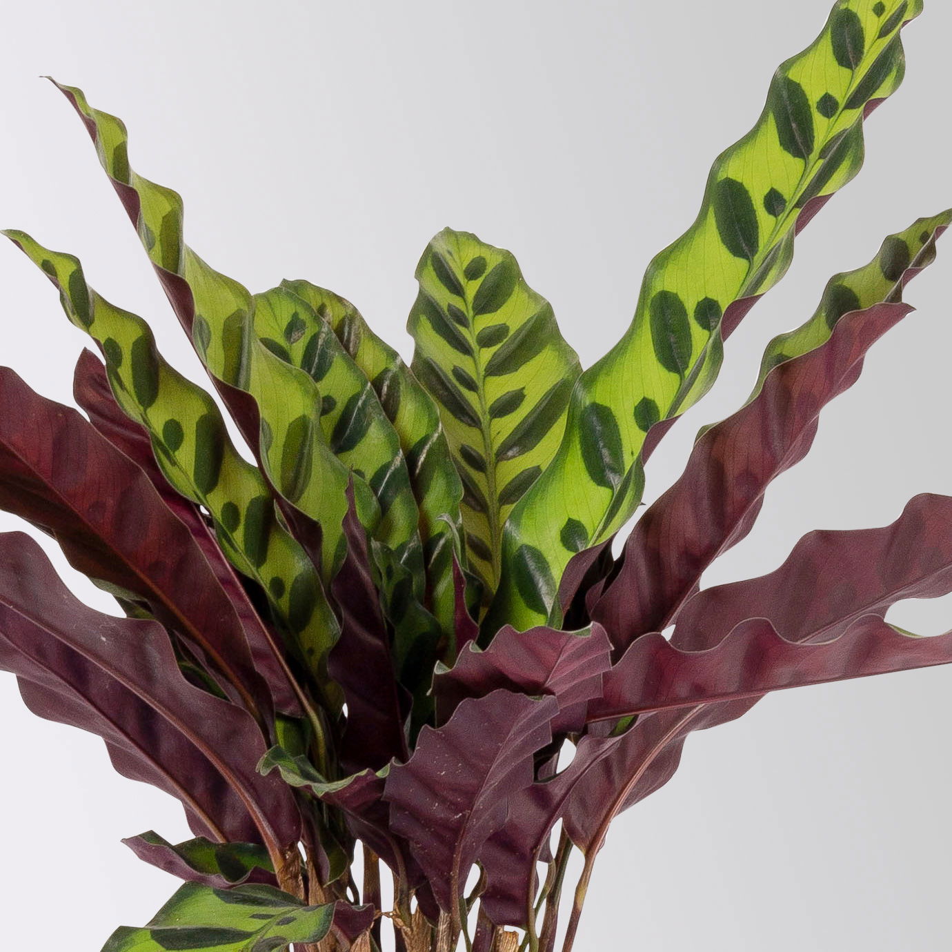 Calathea, Topf-Ø 14 cm, Höhe ca. 30-50cm, 2 Pflanzen Calathea, Topf-Ø 14 cm, Höhe ca. 30-50cm, 2 Pflanzen