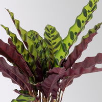 Calathea, Topf-Ø 14 cm, Höhe ca. 30-50cm, 2 Pflanzen Calathea, Topf-Ø 14 cm, Höhe ca. 30-50cm, 2 Pflanzen