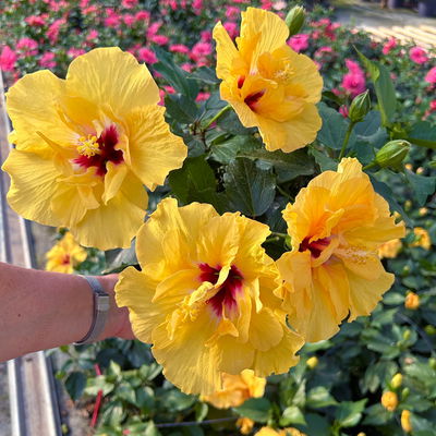 Hibiskus, gefüllte Blüte, Farben zufällig, Topf-Ø 17 cm, 2 Pflanzen