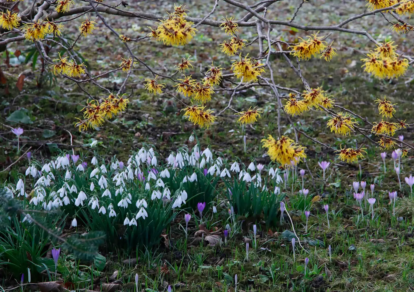 Zaubernuss und Winterlinge