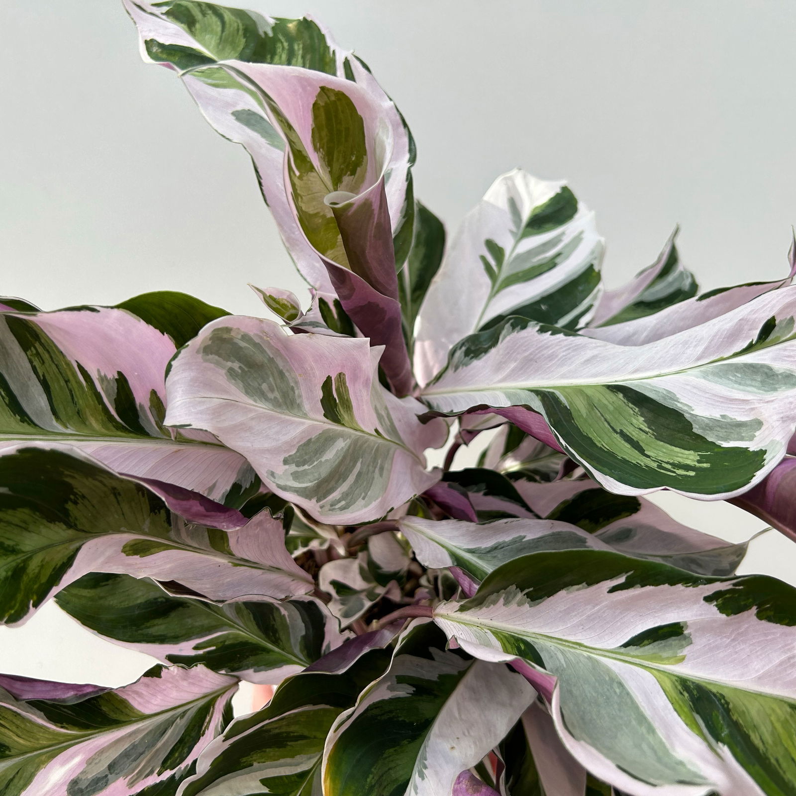 Calathea 'Fusion White', Topf-Ø 14 cm, Höhe ca. 30 cm