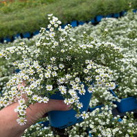 Bio Teppich-Myrthenaster 'Snowflurry', weiß, Topf 11x11 cm, 3 Pflanzen Bio Teppich-Myrthenaster 'Snowflurry', weiß, Topf 11x11 cm, 3 Pflanzen