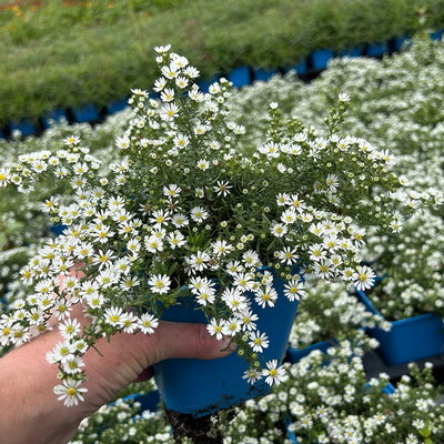 Bio Teppich-Myrthenaster 'Snowflurry', weiß, Topf 11x11 cm, 3 Pflanzen Bio Teppich-Myrthenaster 'Snowflurry', weiß, Topf 11x11 cm, 3 Pflanzen