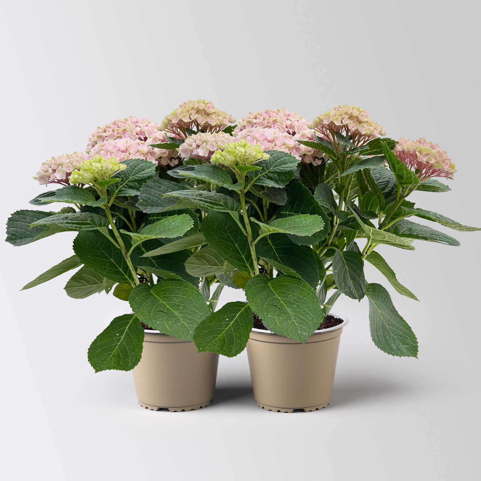 Hortensie 'Magical Revolution®', rosa, Topf-Ø 14 cm, H: 40 cm, 2 Pflanzen Hortensie 'Magical Revolution®', rosa, Topf-Ø 14 cm, H: 40 cm, 2 Pflanzen