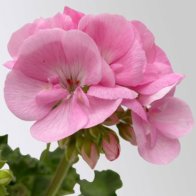 Geranie hellrosa, stehend, Topf-Ø 13 cm, 6 Pflanzen