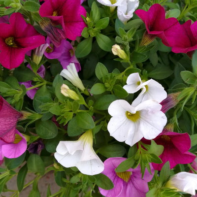 Zauberglöckchen 'Pink Paradise', pink-weiß-rosa, Topf-Ø 12 cm, 6 Pflanzen