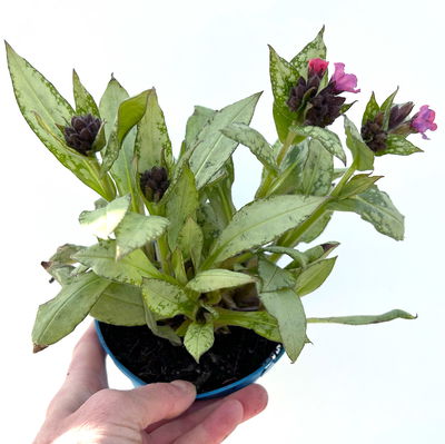 Bio Lungenkraut 'Silver Bouquet', rosa-blau, Topf-Ø 12 cm, 3 Pflanzen Bio Lungenkraut 'Silver Bouquet', rosa-blau, Topf-Ø 12 cm, 3 Pflanzen