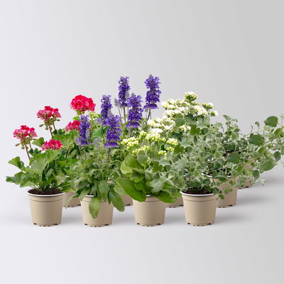 Grabbepflanzung Sommer rot-weiß-blau, 12 Pflanzen