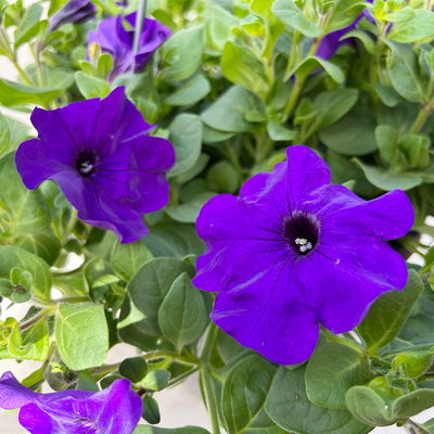 Petunie, blau, hängend, Ampeltopf-Ø 25/27 cm