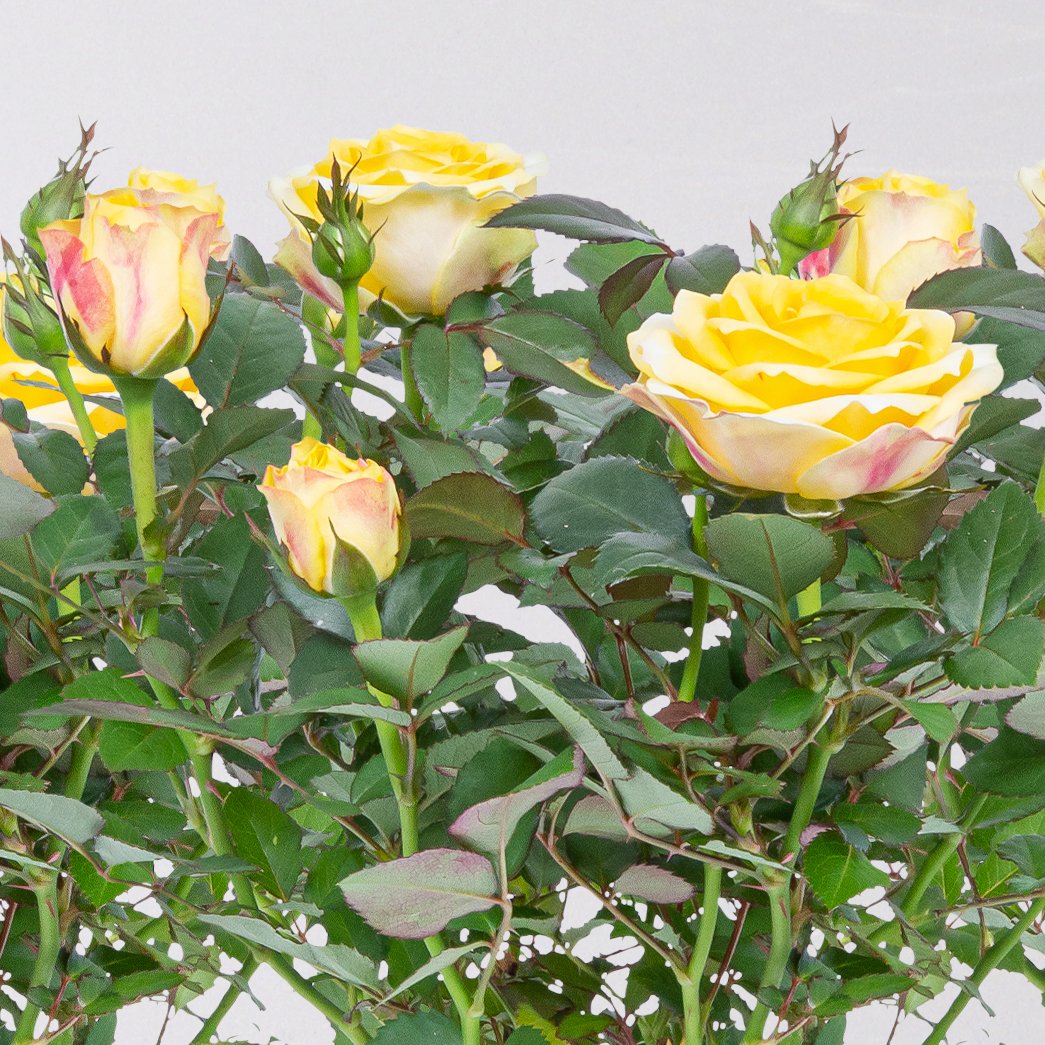 Rose 'Sunstar Kordana® Grande' dunkelgelb, Topf-Ø 10,5 cm, 3er-Set
